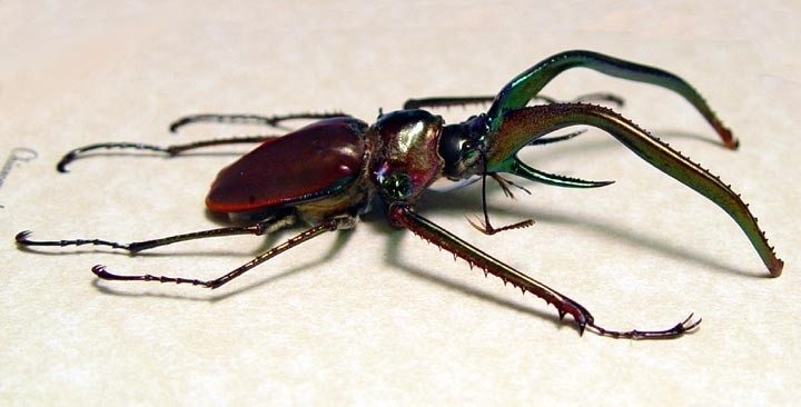 Beetle from Costa Rica named after Charles Darwin