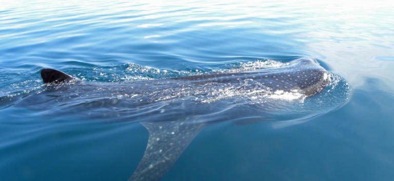 Latin American countries opposed to whaling meet in Costa Rica