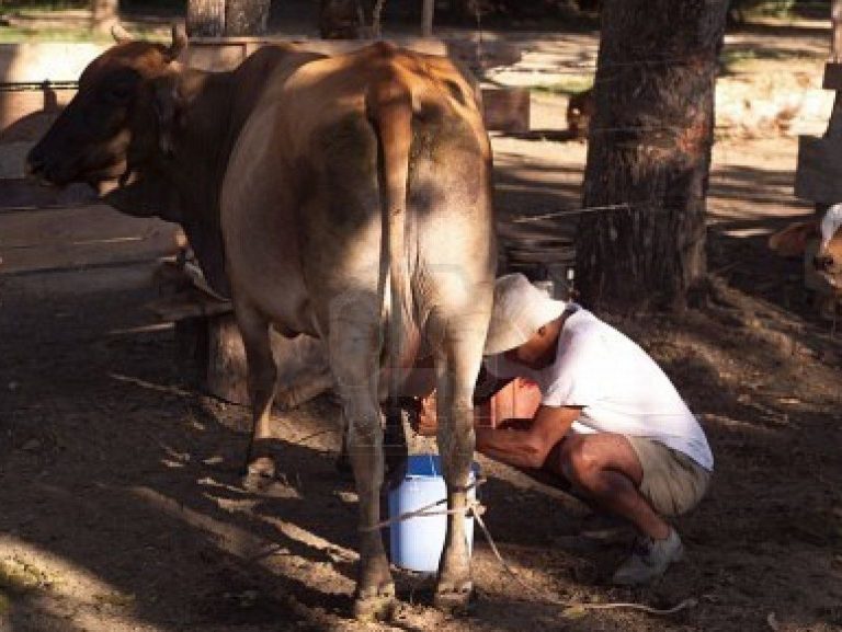 Human Consumption of Cow Milk: Why and Its Implications