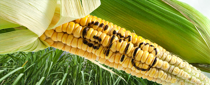 Genetically Modified Crops Threaten Costa Rican Agriculture
