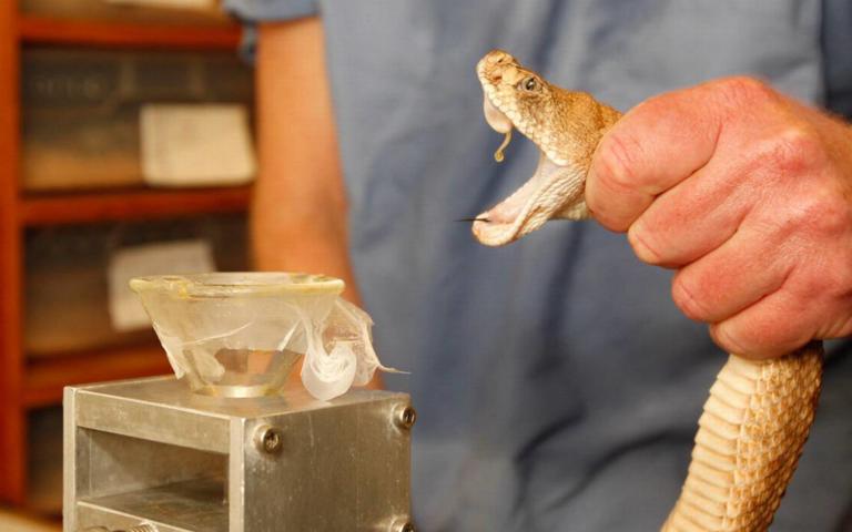Costa Rican Scientists Testing New Snake Venom Vaccine to Protect Domestic Animals