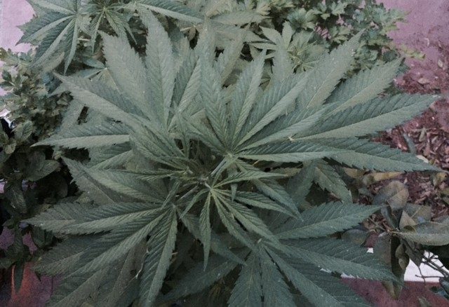 Costa Rica and its lucrative, illegal market for cannabis