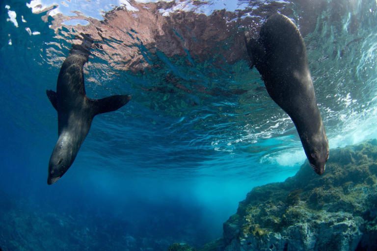 International Agreement To Safeguard Marine Life