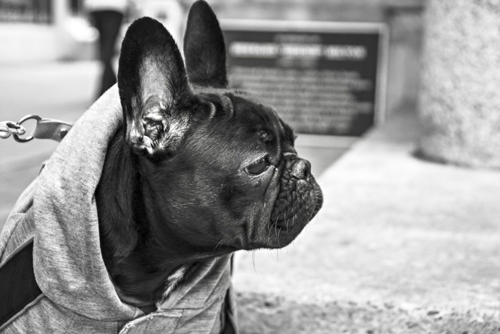 costa rica animal abuse law