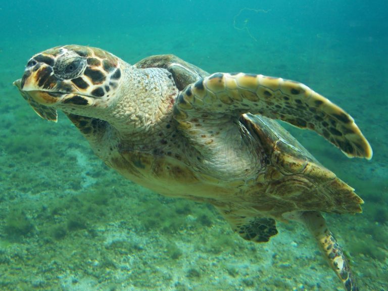 Sea Turtles: Survivors of Millennia
