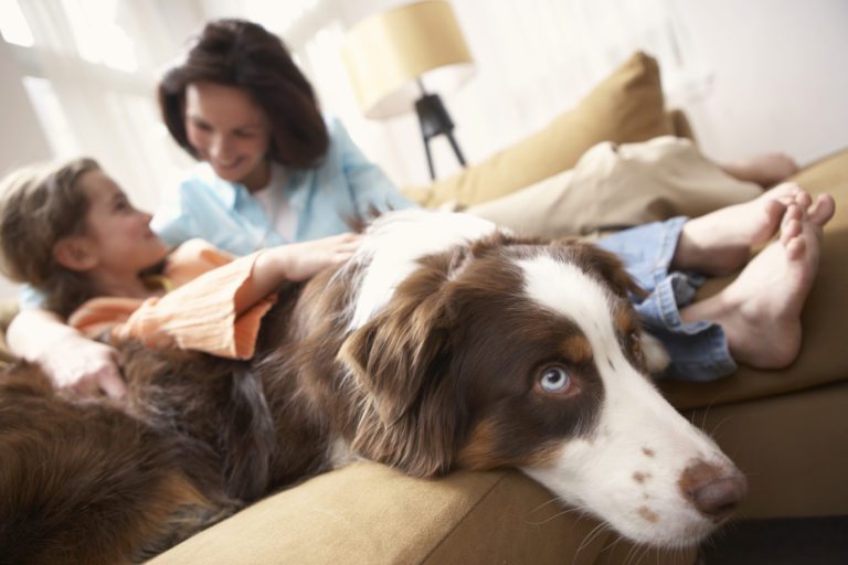 Love For Our Pets: The Best Trends