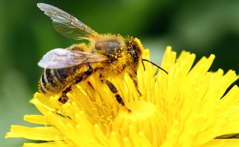 No Bees, No Agriculture
