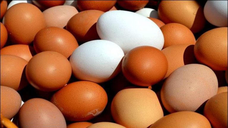 Research in Costa Rica Proposes Hens Grazing to Improve Egg Production