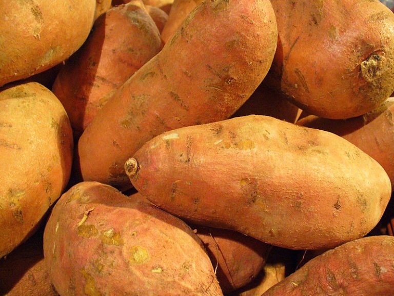 Costa Rican Students Create Food that Will Help Reduce Malnutrition in Central America