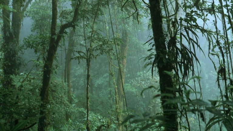 Climate Change Impacts Costa Rican Páramo Species