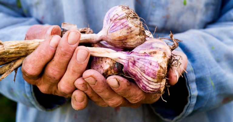 Effective Home Remedies for Intestinal Parasites