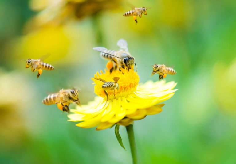 Bees