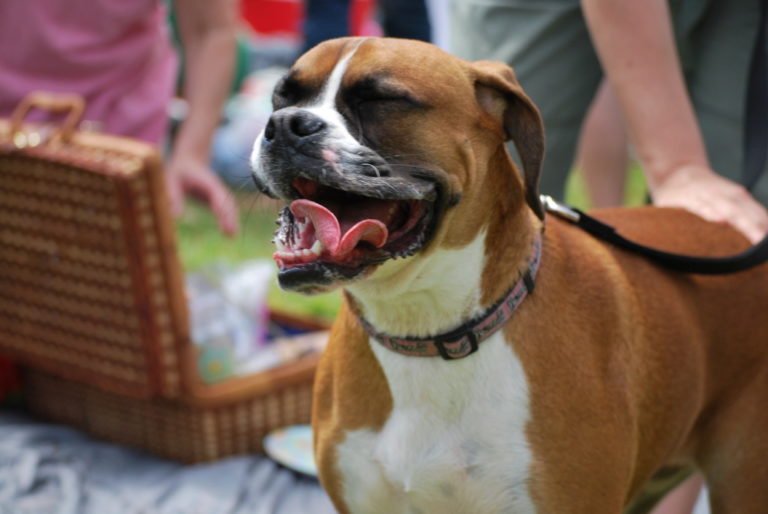 Pet Festival on the “Paseo de Los Estudiantes” – Chinatown