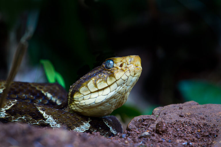 Species of Snake Previously Seen Only in Panama Spotted in Costa Rica