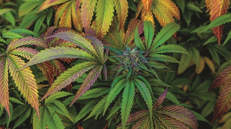 The World Progressively Is Accepting All the Positive Effects That Cannabis Has For Humans