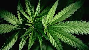 New Cannabis Laws In The United States And Latin America Greatly Benefit Its Use