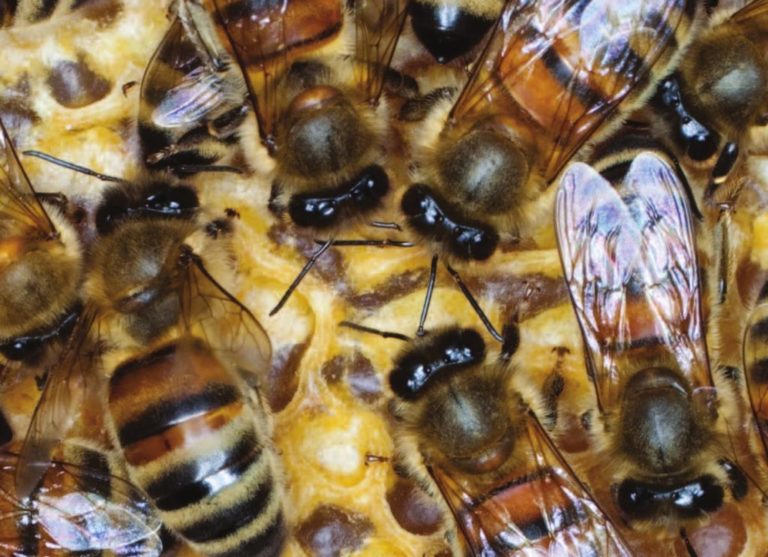 bees