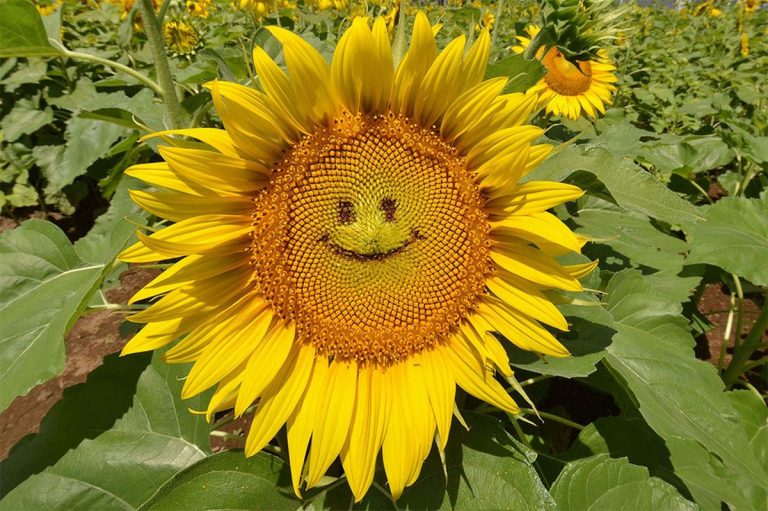 Happiness Levels in the World: Current Status