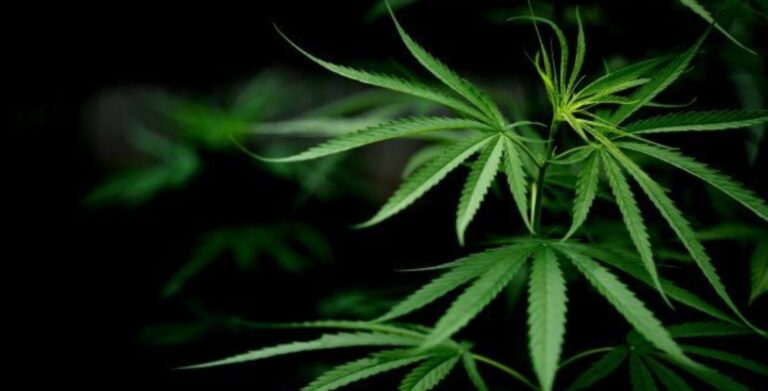 Chronic Disease Patients in Costa Rica Urge Deputies to Approve Medical Cannabis Bill