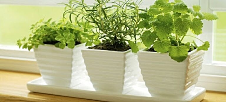 Plants You Should Have at Home According to Feng Shui