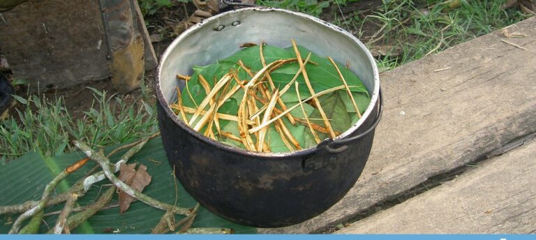 “Ayahuasca”, Can the Sacred Amazonian Plant Help Against Addiction and Depression