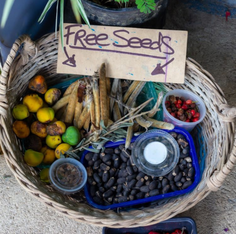 Attend the Tinamastes Seed Festival and Enjoy Its Varieties, Music and Food