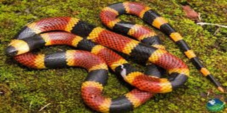 Get to Know the Diversity of Snake Species in Costa Rica