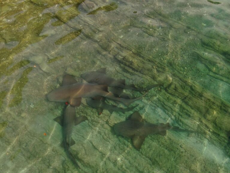 New Tool to Track Shark Movement in Santa Elena Bay Costa Rica