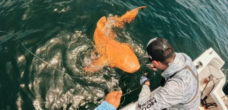 Orange Shark in Costa Rican