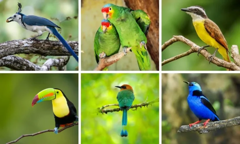 Costa Rica’s Most Exotic Birds: A Paradise for Avian Enthusiasts